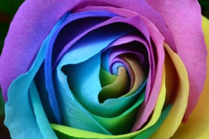 Colorful Rose 4K9407912204 300x200 - Colorful Rose 4K - Rose, Colorful, Bokeh